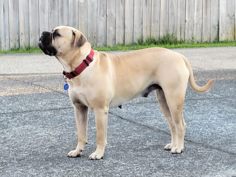 Mastiff