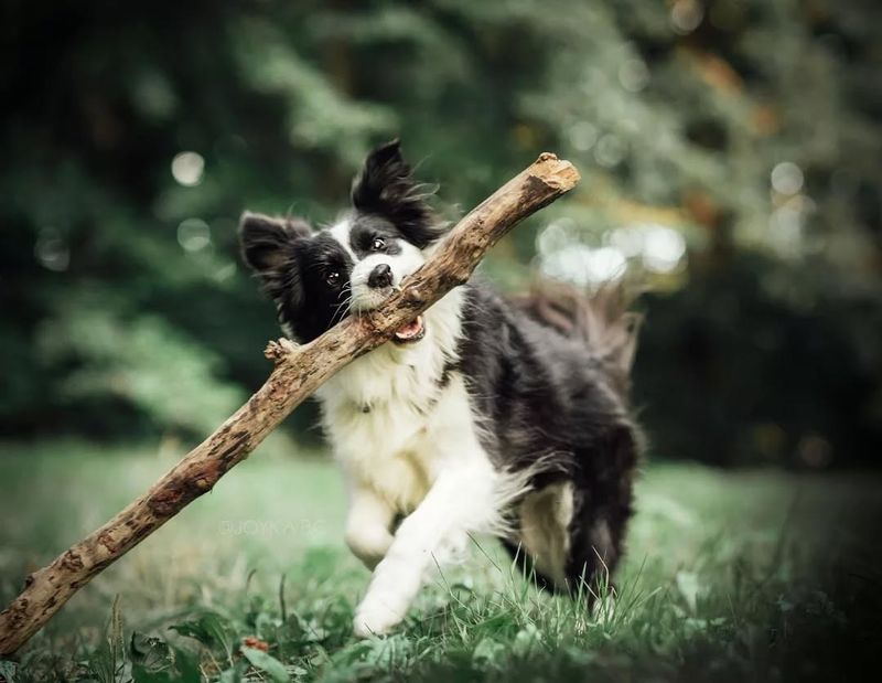 Border Collie