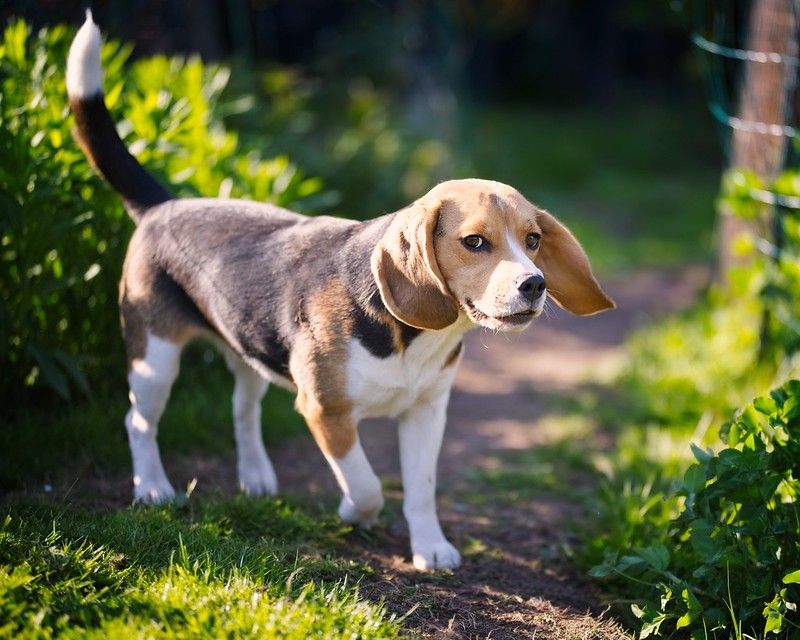 Beagle