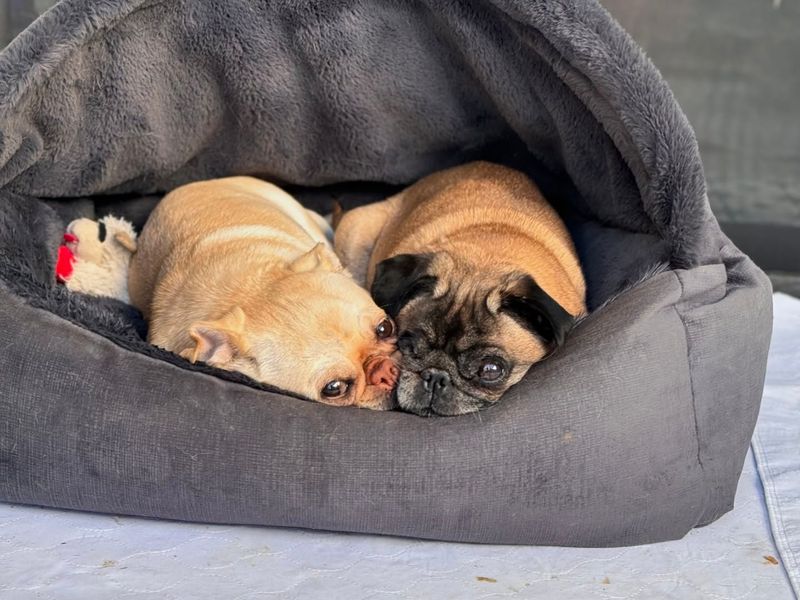 Pug