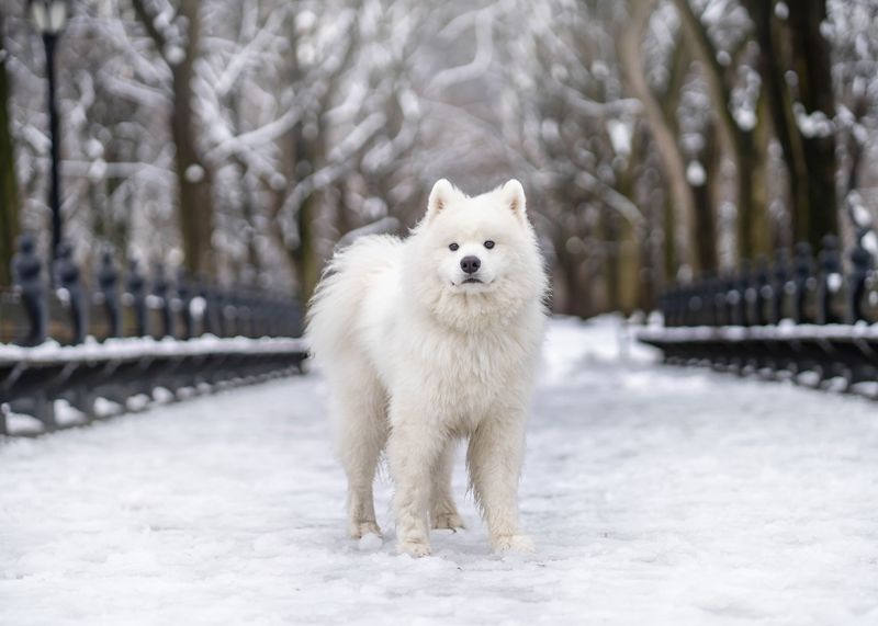 Samoyed