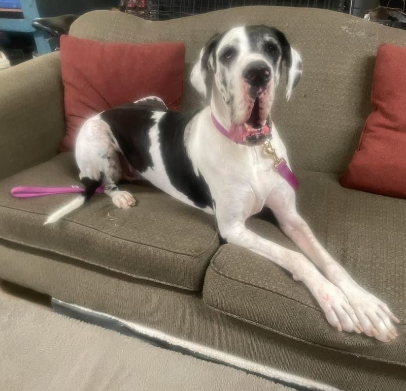 Great Dane