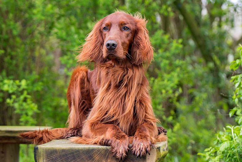 Irish Setter