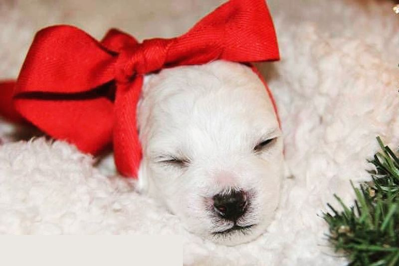 Bichon Frise