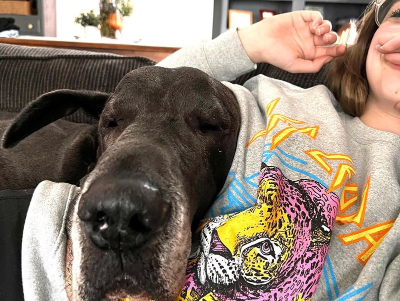 Great Dane