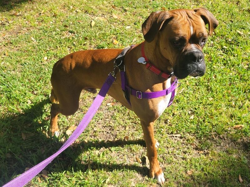 Boxer