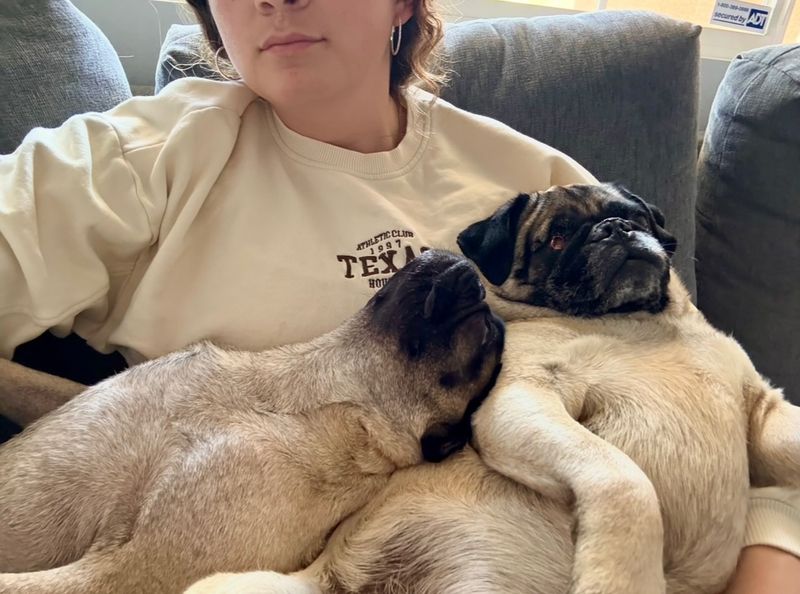 Pug