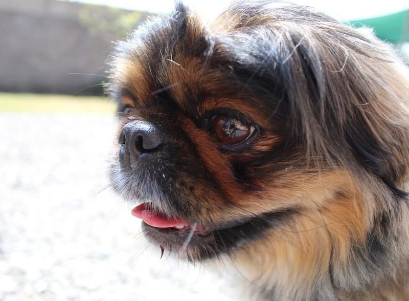 Pekingese