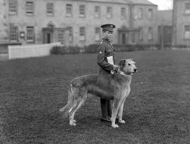 Irish Wolfhound