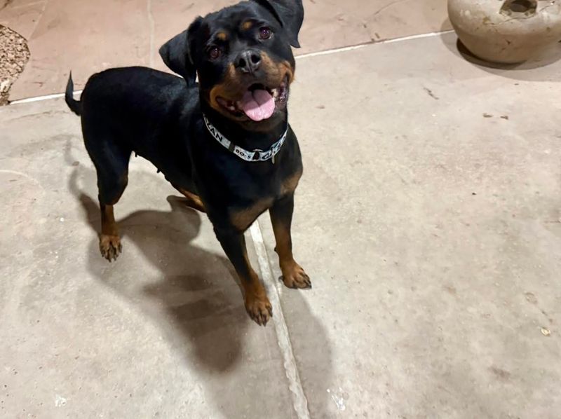 Rottweiler