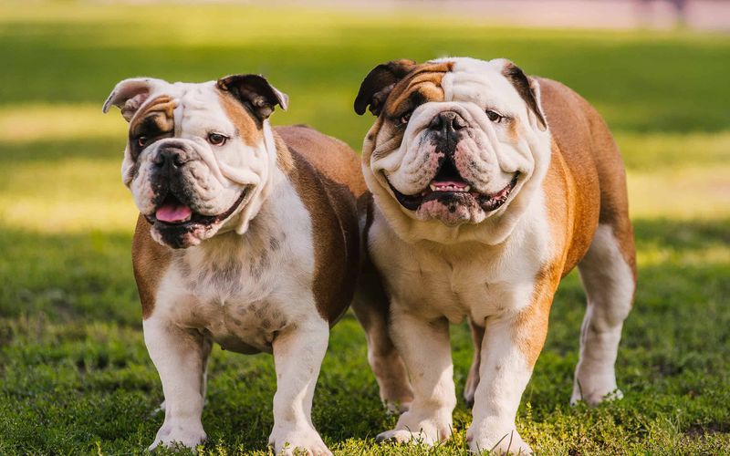 Bulldog