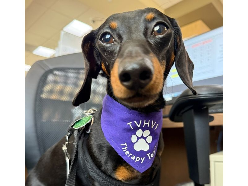 Dachshund