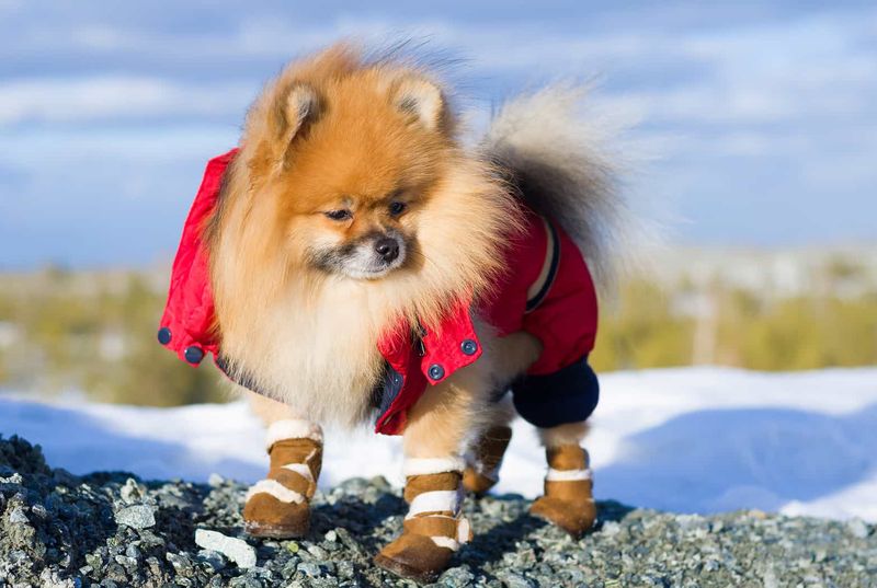 Pomeranian