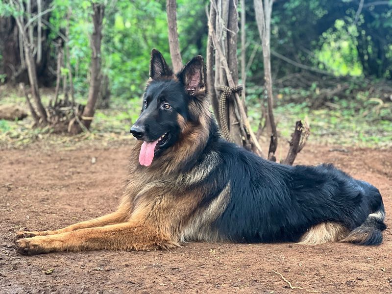 German Shepherd