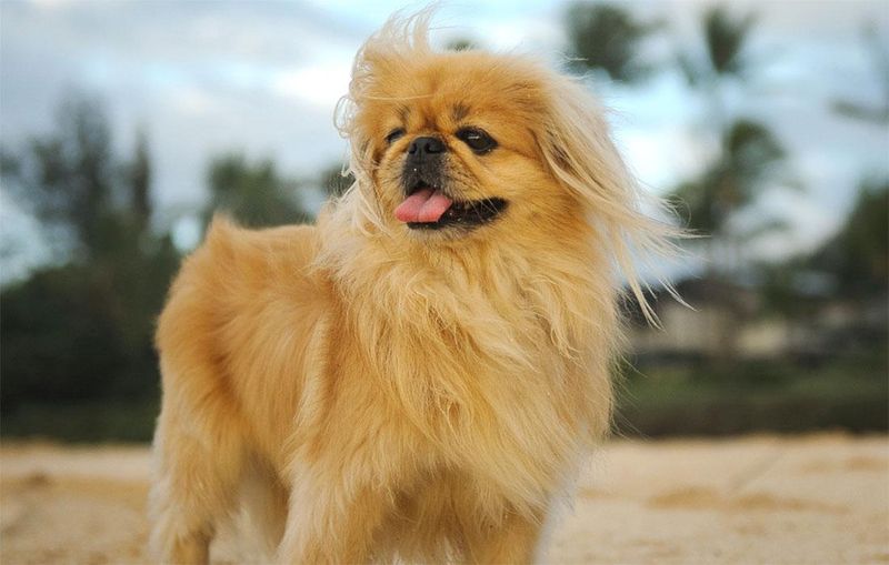 Pekingese