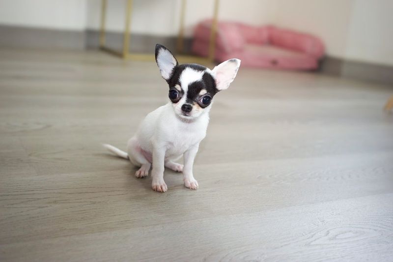 Chihuahua