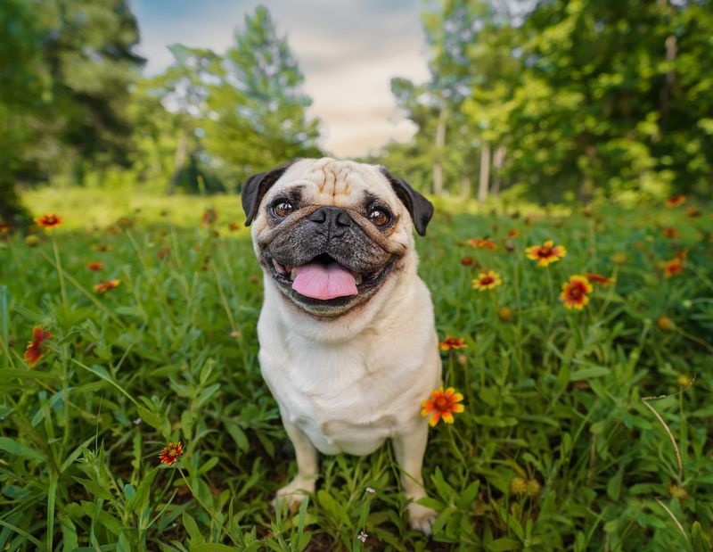 Pug