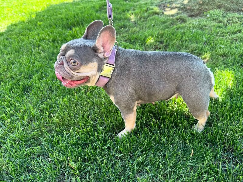 French Bulldog