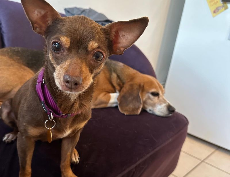 Chihuahua