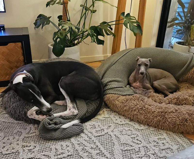 Italian Greyhound