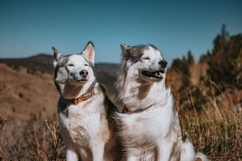 Siberian Husky