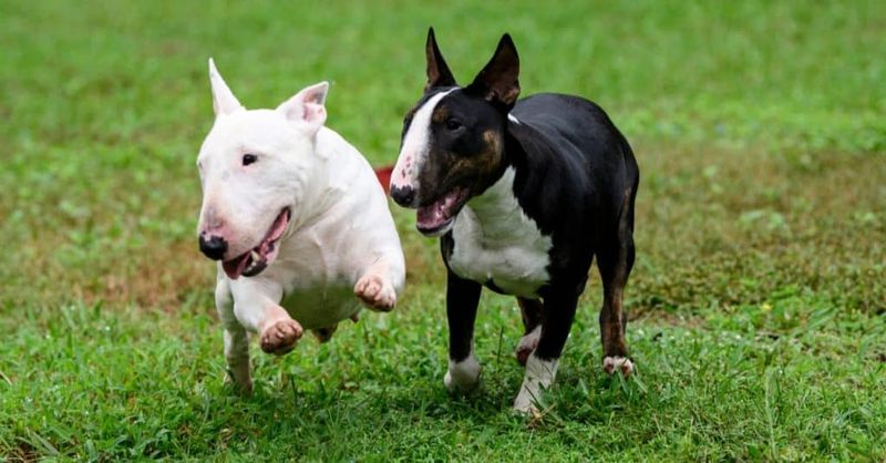 Bull Terrier