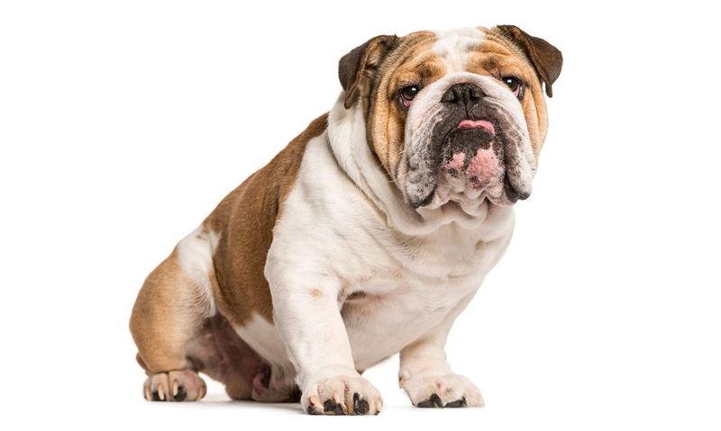 Bulldog