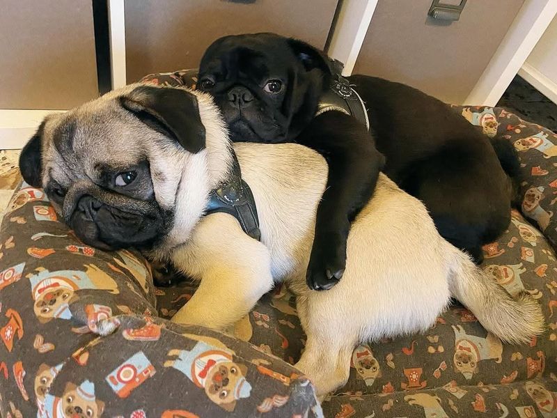 Pug