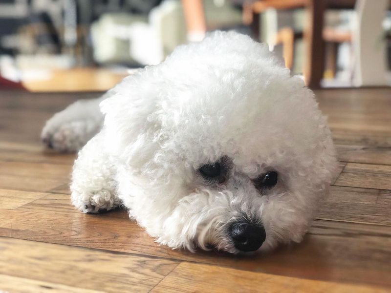 Bichon Frise