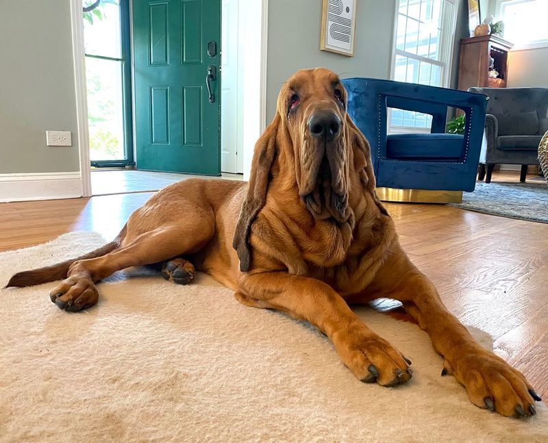 Bloodhound