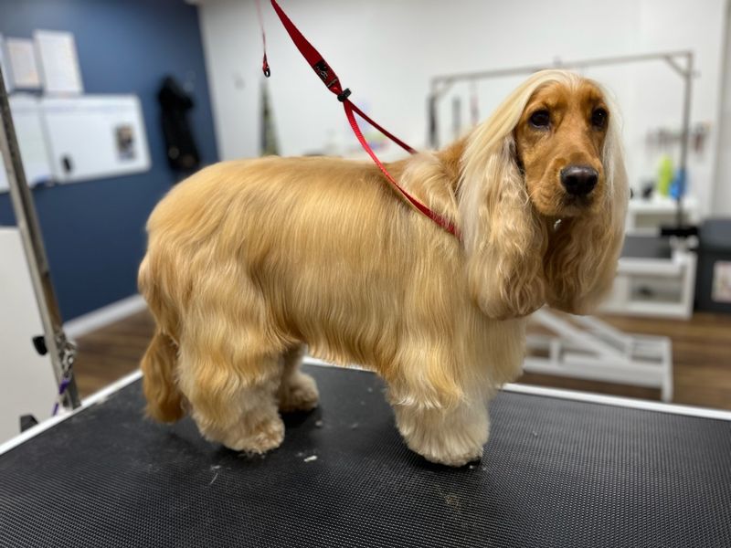 Cocker Spaniel