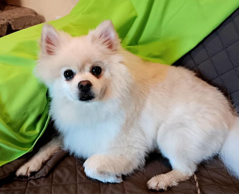 Pomeranian