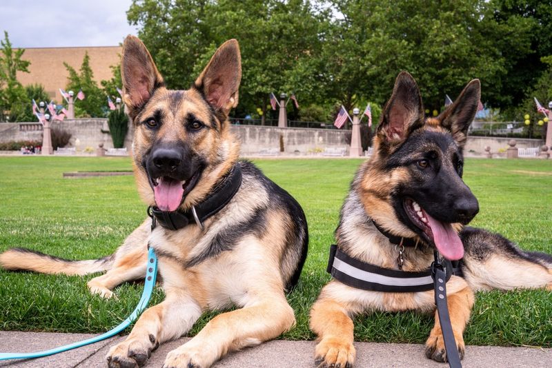 Shepherd: Intelligent Protectors