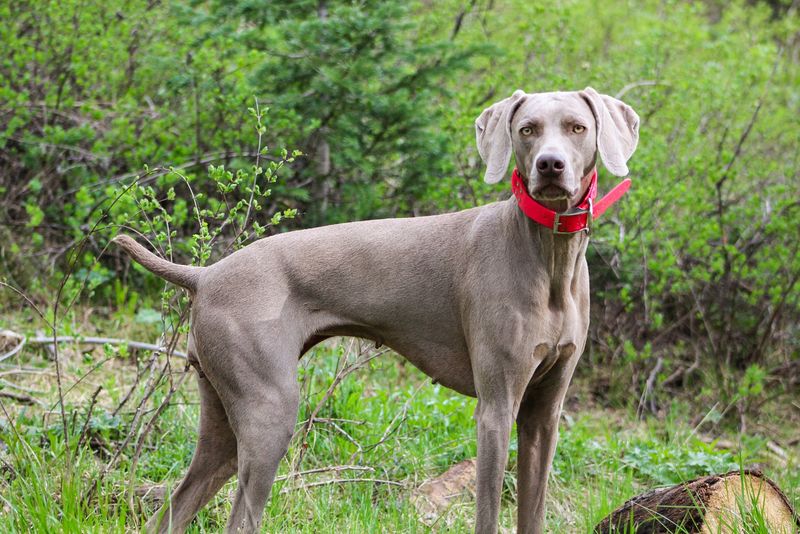 Weimaraner