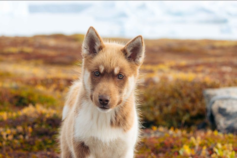 Greenland Dog