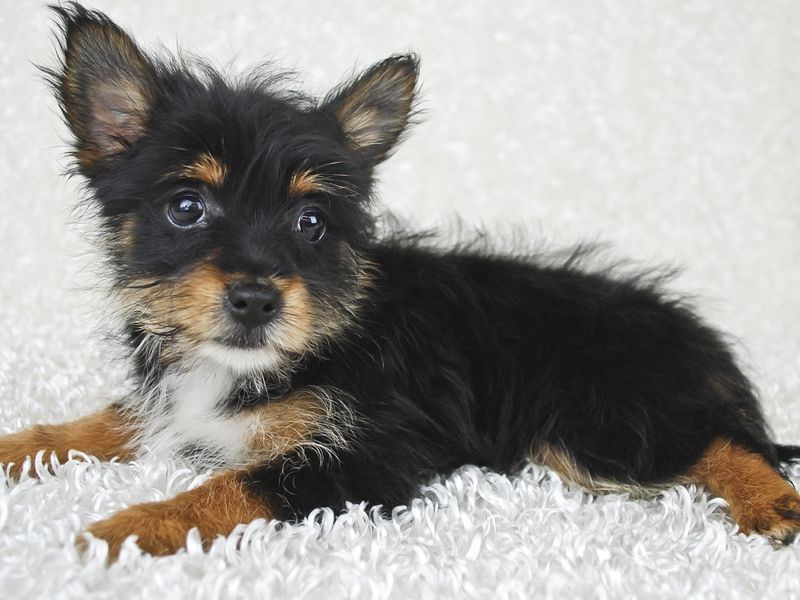 Yorkie Pom (Yoranian)