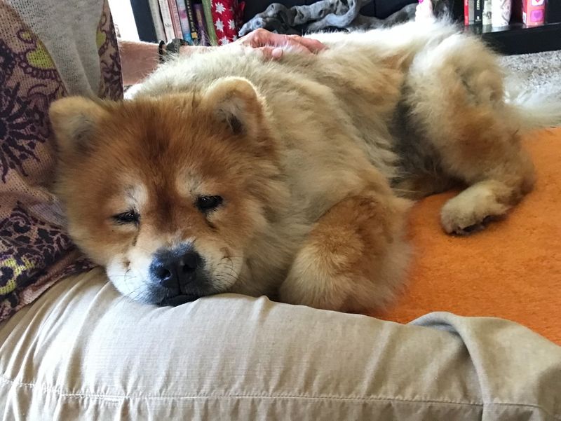 Chow Chow