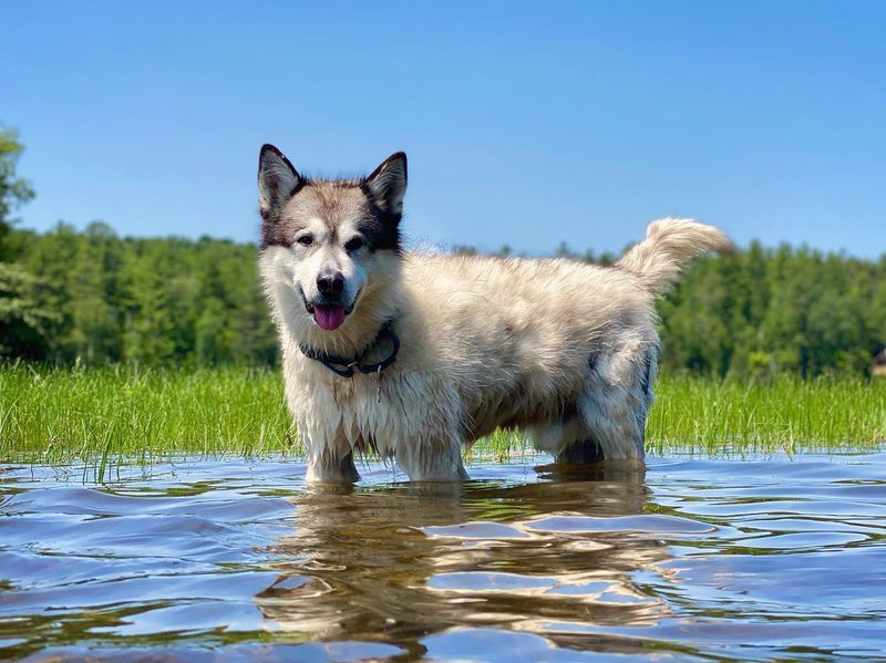 Alaskan Malamute