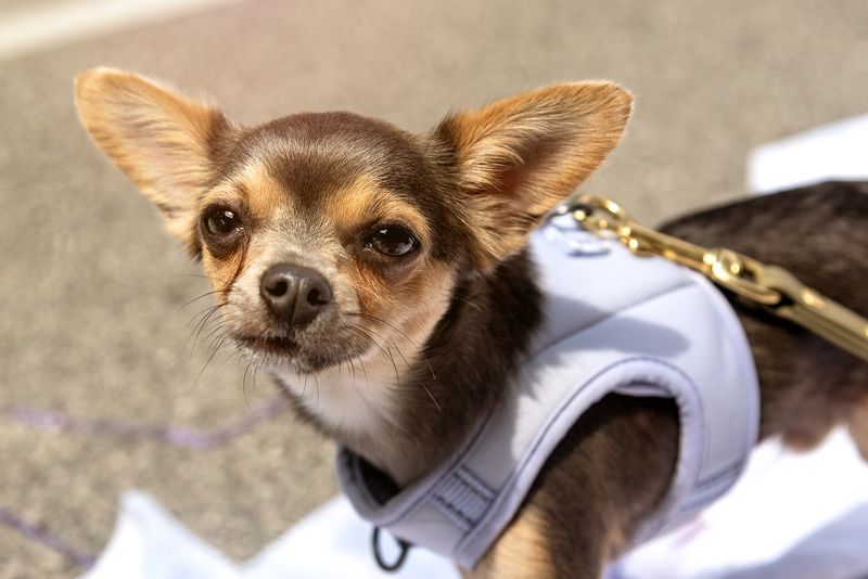 Chihuahua