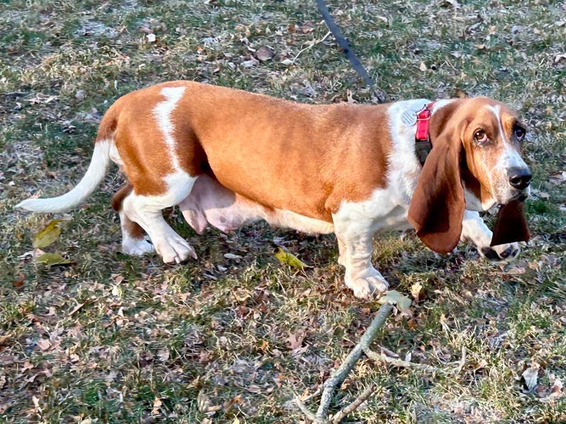 Basset Hound
