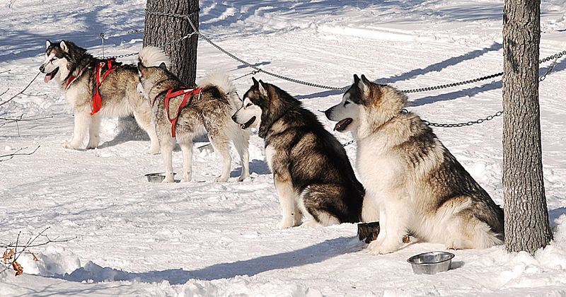 Alaskan Malamute