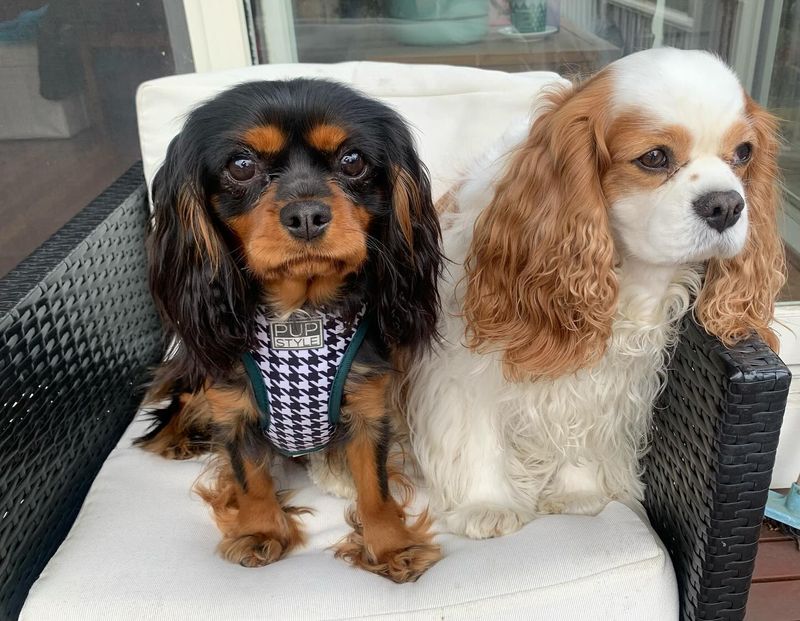 Cavalier King Charles Spaniel