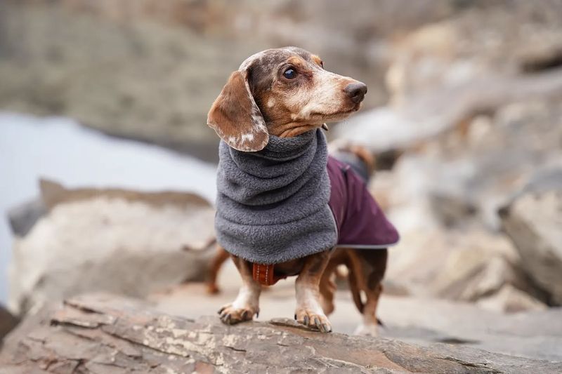 Dachshund