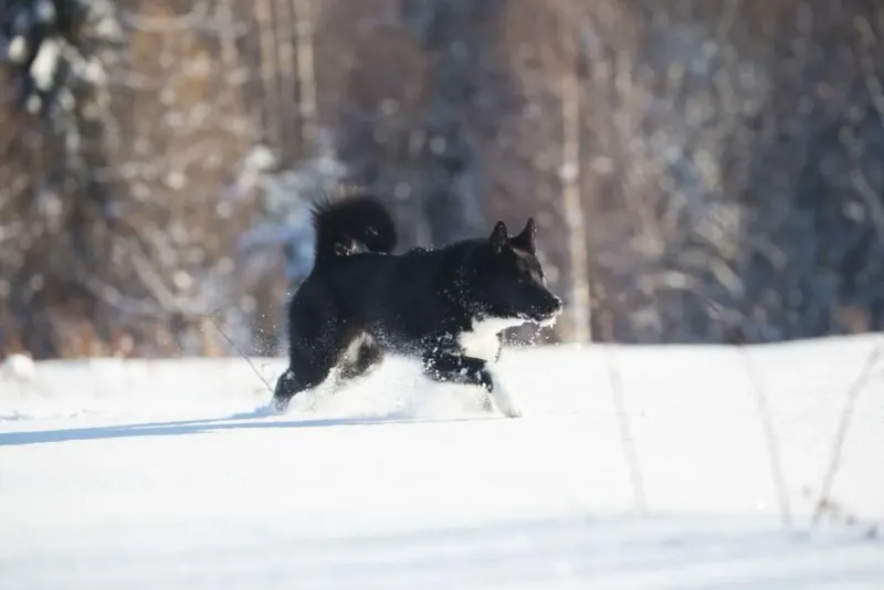 Russian Laika