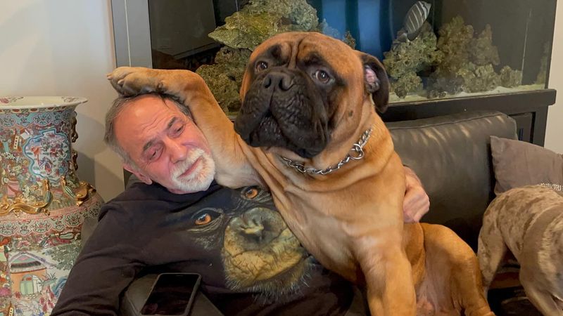 Bullmastiff