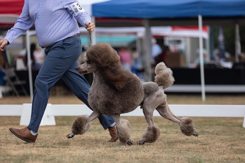 Poodle