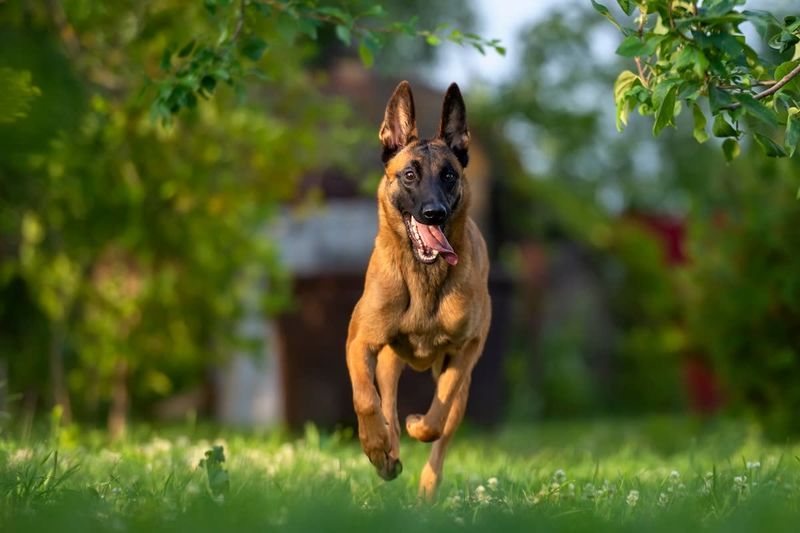 Belgian Malinois