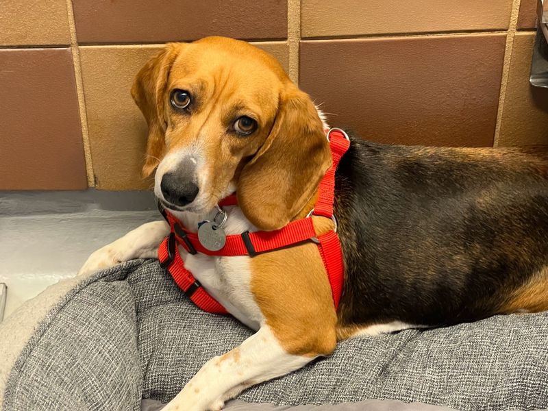 Beagle