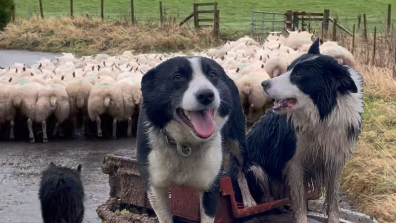 Border Collie