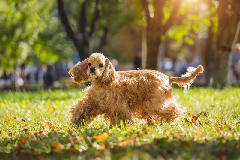 Cocker Spaniel